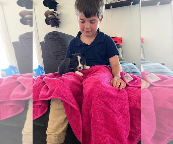 Medium Photo #1 Pembroke Welsh Corgi Puppy For Sale in SHALLOTTE, NC, USA