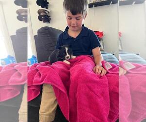 Pembroke Welsh Corgi Puppy for sale in SHALLOTTE, NC, USA