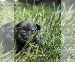 Puppy Booker French Bulldog
