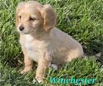 Small Photo #13 Cavapoo Puppy For Sale in BATESVILLE, IN, USA