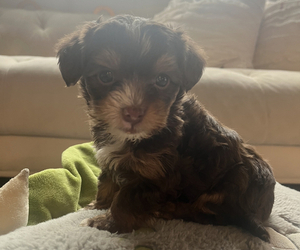 -Yorkshire Terrier Mix Puppy for Sale in BROOKVILLE, Pennsylvania USA
