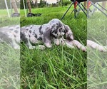 Small #3 Great Dane