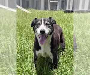 JULIE - Female Border Collie-Unknown Mix Dog for Adoption - Photo #2