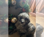 Puppy 5 Aussiedoodle-Goldendoodle Mix