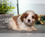 Small #1 Cavapoo (Miniature)