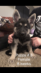 Small Photo #20 German Shepherd Dog Puppy For Sale in BARTLETTSVILLE, IN, USA