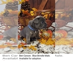Puppy Carson French Bulldog