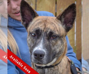 Holland Shepherd-Unknown Mix Dogs for adoption in Huntley, IL, USA