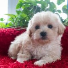 Maltipoo Puppy for sale in KENT, OH, USA