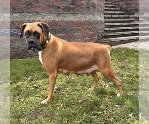 Mother of the Boxer puppies born on 09/30/2025