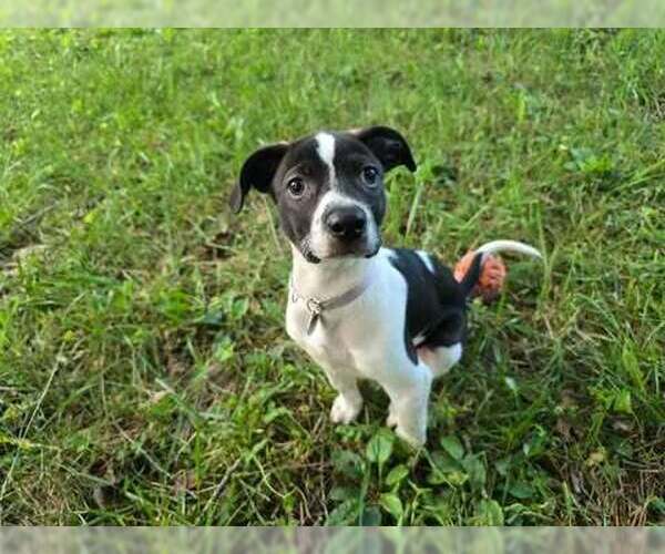Medium Photo #1 Mutt Puppy For Sale in Candler, NC, USA