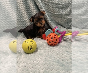 Yorkshire Terrier Puppy for Sale in N SYRACUSE, New York USA