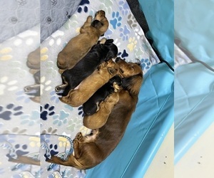Dachshund Puppy for Sale in OAK RIDGE, Tennessee USA