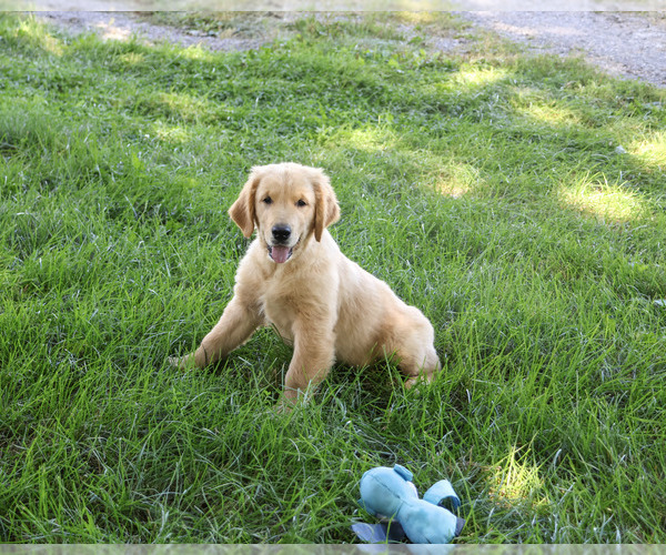 Medium Photo #6 Golden Retriever Puppy For Sale in SYRACUSE, IN, USA