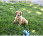 Small #5 Golden Retriever