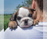 Small #4 Bulldog