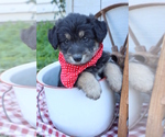 Small Photo #4 Golden Retriever Puppy For Sale in ROCKY MOUNT, VA, USA