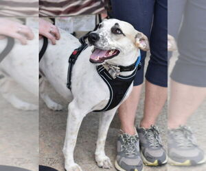 Eddie - Male Jack Russell Terrier-Unknown Mix Dog for Adoption - Photo #2