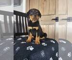 Small Photo #5 Rottweiler Puppy For Sale in FRANKLIN, IN, USA