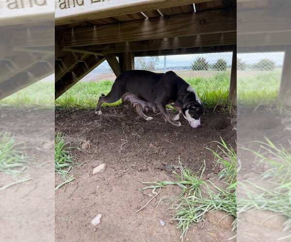 Medium Photo #2 American Staffordshire Terrier-Unknown Mix Puppy For Sale in Pierceton , IN, USA
