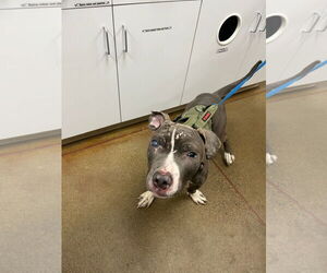 Travis - Male American Pit Bull Terrier-American Staffordshire Terrier Mix Dog for Adoption - Photo #2