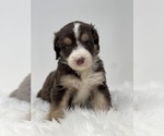 Small Photo #2 Bernedoodle Puppy For Sale in CAMDEN, OH, USA