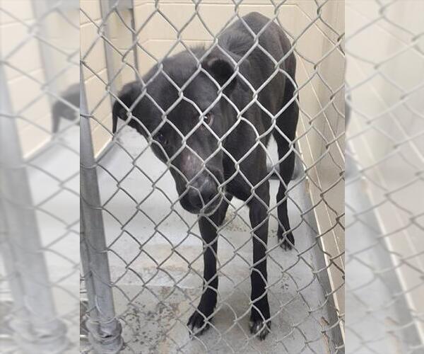 Medium Photo #1 Labrador Retriever-Unknown Mix Puppy For Sale in Anchorage, AK, USA