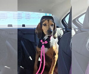 Anne - Female Black and Tan Coonhound Dog for Adoption - Photo #3