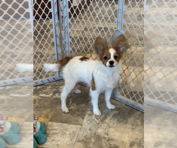 Medium Photo #6 Papillon Puppy For Sale in CANOGA, NY, USA