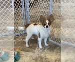 Small #5 Papillon