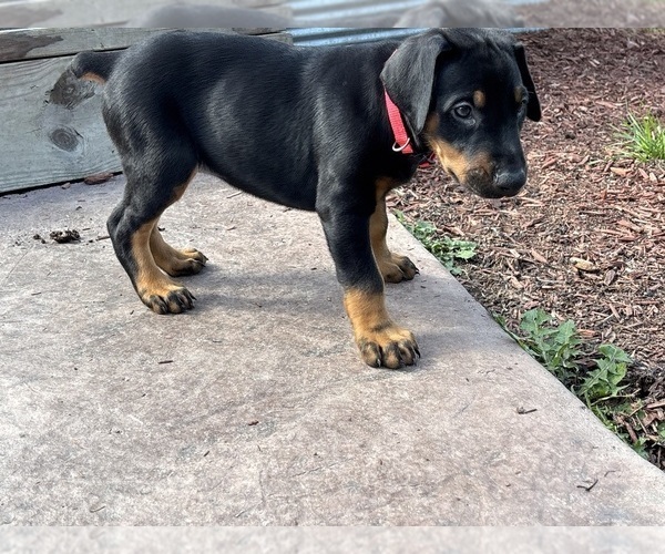 Medium Photo #9 Doberman Pinscher Puppy For Sale in WESTON, WI, USA