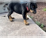 Small #2 Doberman Pinscher