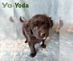 Puppy Yoda Golden Retriever-Miniature Australian Shepherd Mix