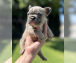 Puppy Stella French Bulldog