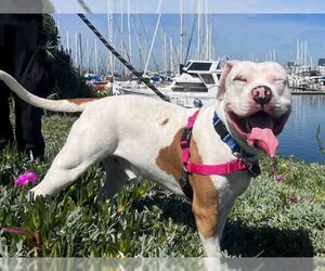 Staffordshire Bull Terrier Dogs for adoption in Alameda, CA, USA