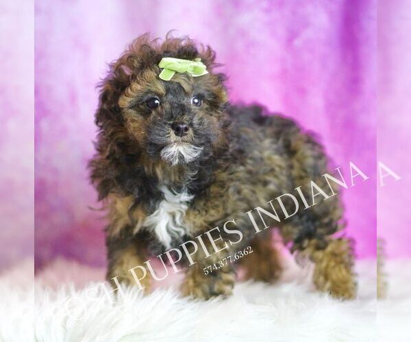 Medium Photo #6 Poodle (Toy) Puppy For Sale in WARSAW, IN, USA