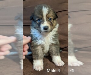 Australian Shepherd-Shetland Sheepdog Mix Puppy for sale in DAVENPORT, FL, USA