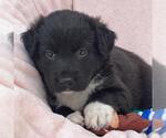 Small #1 Labrador Retriever Mix