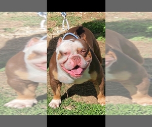Father of the American Bully puppies born on 04/23/2026