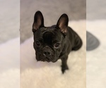 Small Photo #61 French Bulldog Puppy For Sale in LAS VEGAS, NV, USA