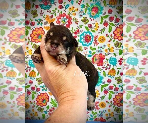 Medium Photo #2 Schnauzer (Miniature) Puppy For Sale in WINNSBORO, LA, USA