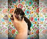 Small #1 Schnauzer (Miniature)