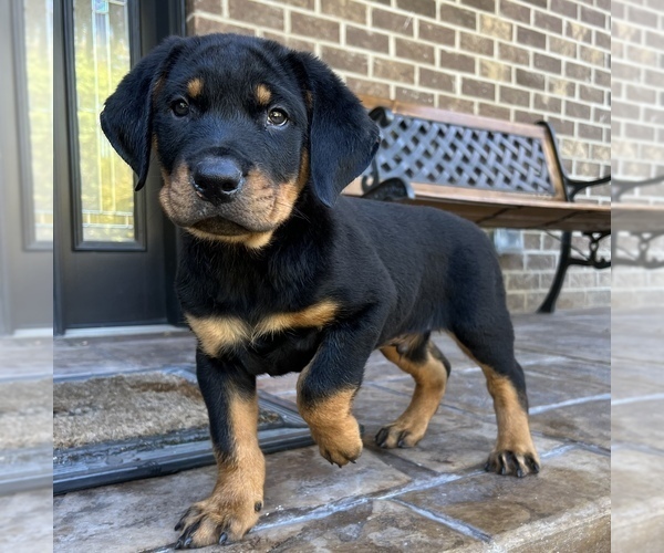 Medium Photo #1 Rottweiler Puppy For Sale in NOBLESVILLE, IN, USA