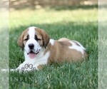 Small #2 Saint Bernard