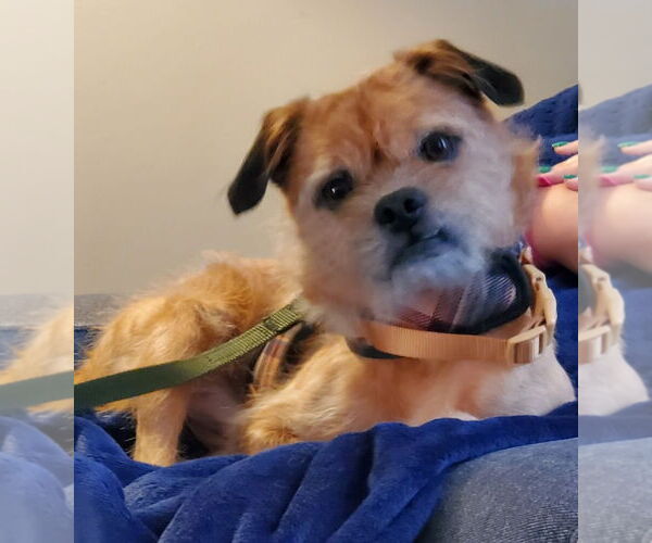 Medium Photo #2 Mutt Puppy For Sale in Cliffwood, NJ, USA