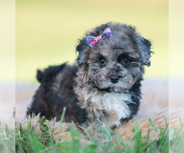 Medium Photo #4 Poodle (Toy) Puppy For Sale in WARSAW, IN, USA