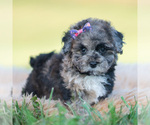 Small Photo #33 Poodle (Toy) Puppy For Sale in WARSAW, IN, USA