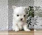 Small #3 Maltese