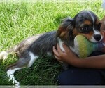 Small Photo #13 Cavalier King Charles Spaniel Puppy For Sale in CARLISLE, KY, USA