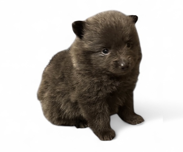 Medium Photo #4 Pomeranian Puppy For Sale in ALBANY, NY, USA
